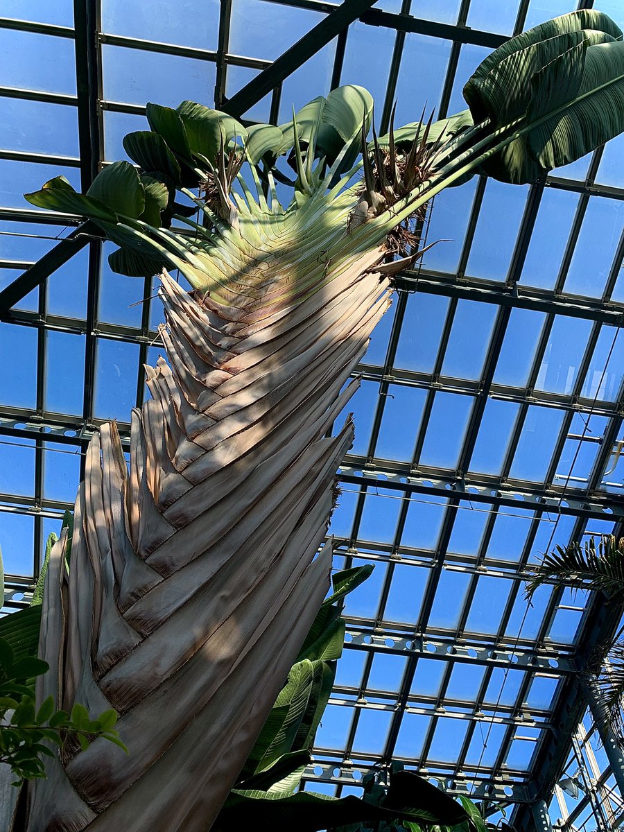 とてつもなく大きなタビビトノキ。
葉っぱ1枚で3mはある。
タビビトが目印にするってとこから名付けられたのも納得。
#咲くやこの花館 #タビビトノキ