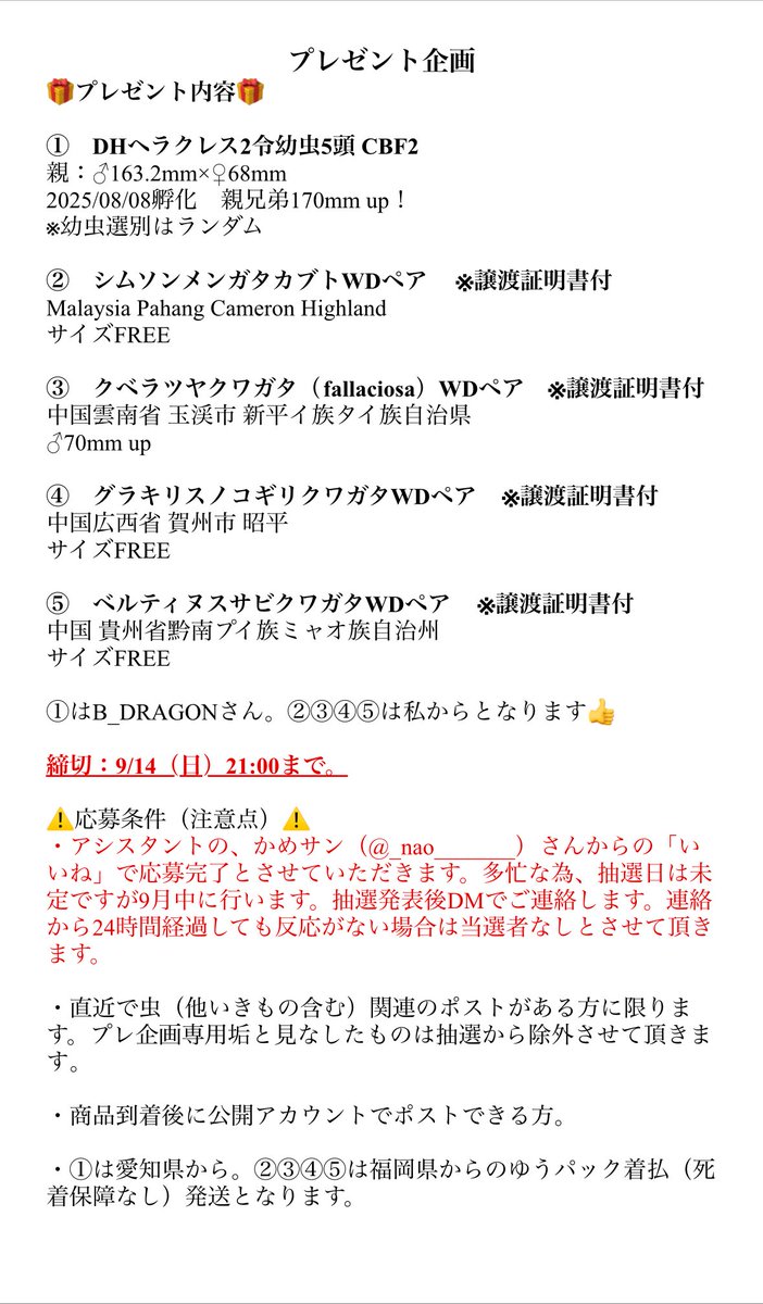 mushi_lowkun's tweet image. 🎁プレゼント企画のお知らせ🎁

B_Dragonさんと共同プレ企画します✨

・良血DHヘラクレス幼虫
・マレーシアWD
・中国WD
を準備しています♡

🪲応募条件🪲
@BIG_Dragon14 と@mushi_lowkun をフォロー。このポストのいいね&amp;amp;リポスト。

その他詳細は添付画像を確認下さい😊

ご応募お待ちしてます👍