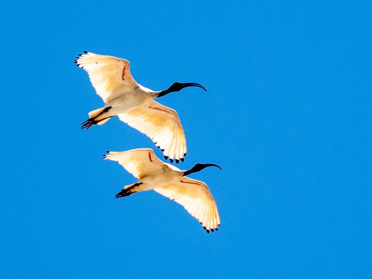 Australian Ibis