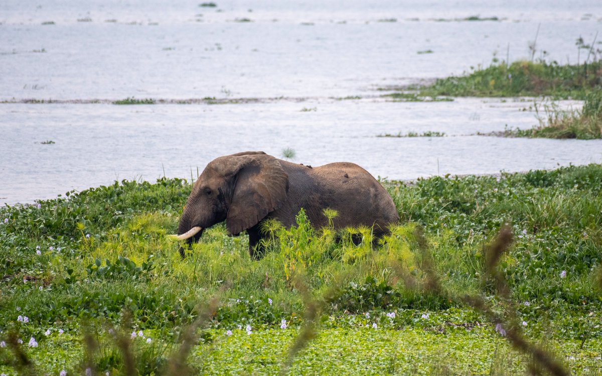 AerolinkUganda's tweet image. Your Monday escape plan:
📍 Bwindi Impenetrable National Park
📍 Murchison Falls National Park
📍 Kidepo Valley National Park

We fly to them all. Where will your Ugandan adventure take you?
#FlyAeroLink #PearlOfAfrica #Travel #SafariReady