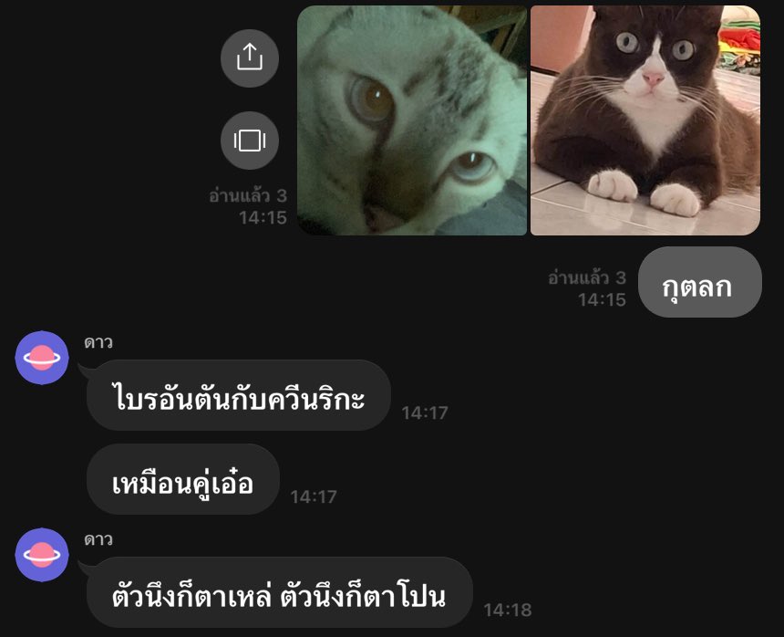 deddeaw_socool's tweet photo. แม้แต่แมว https://t.co/LydwEBtzEM