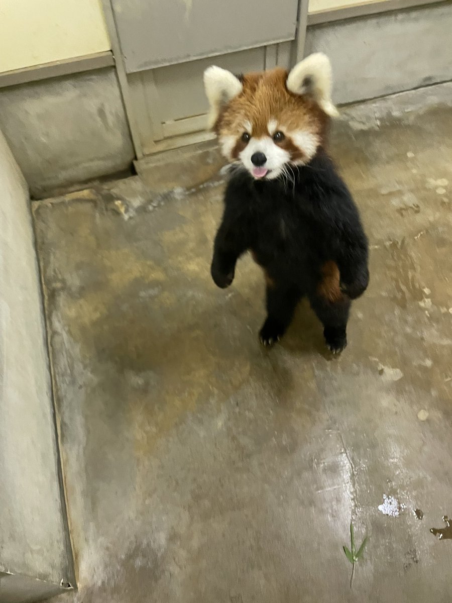 ぐれーぱんだページ HAIGHT ( ヘイト ) ZZ UNCLE SWEATER クルーネック ニット