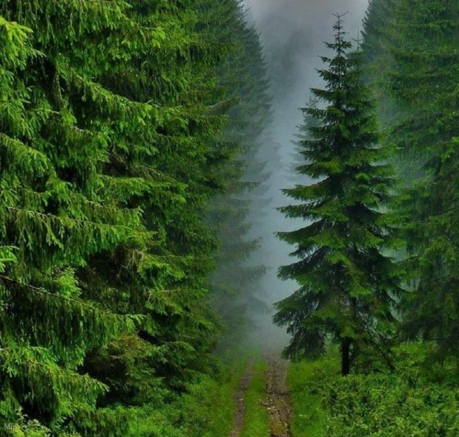 Ağaç dikme festivali başlatalım 
tüm ülkemizde 
Gelecek nesillere yeşil dünya bırakalım.
#fidanseferberliği
#yeşiltürkiye