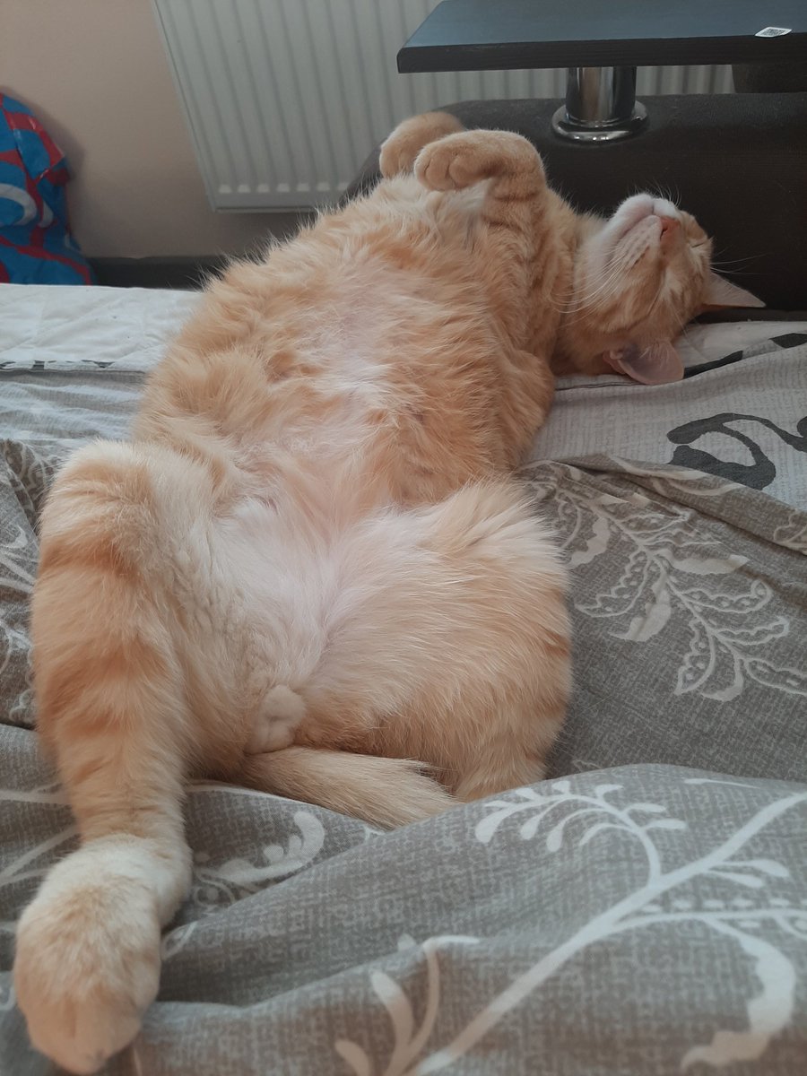 Кот Рыж Ушастый официально завершил дачный сезон. Впрочем, особо опечаленным этим фактом он не выглядит