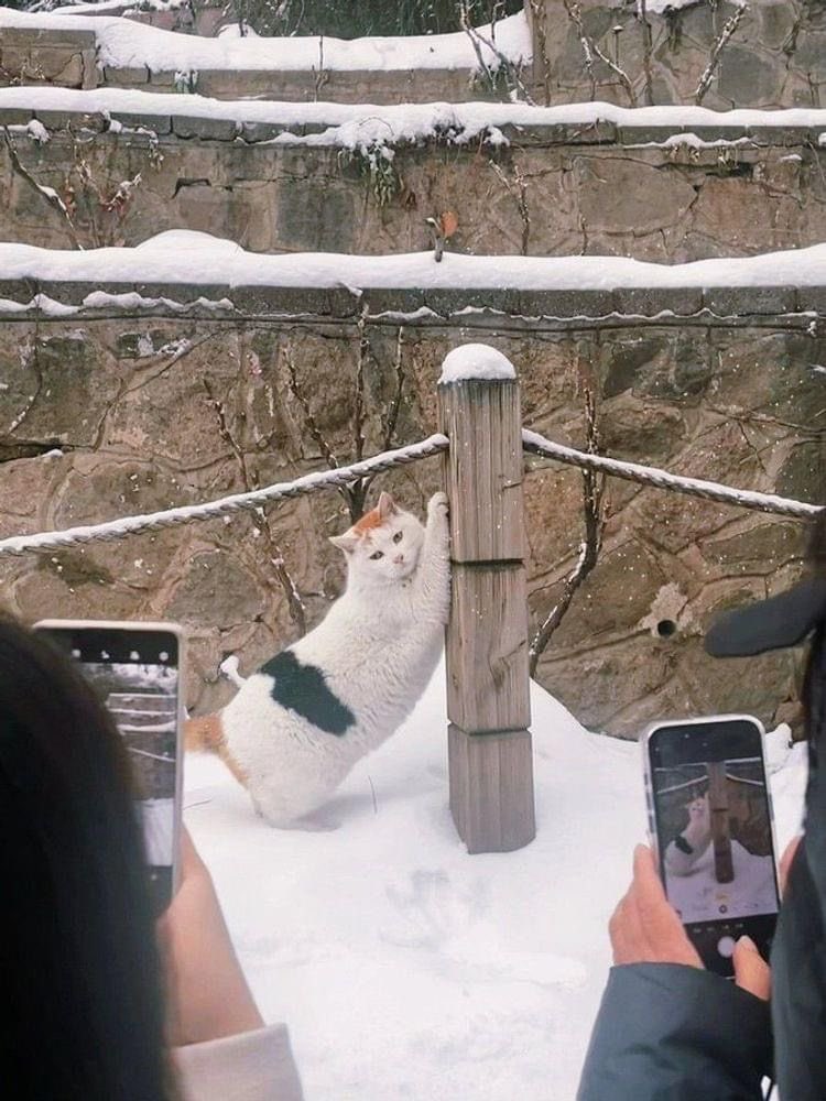 野良猫がセクシーで撮影会始まってた