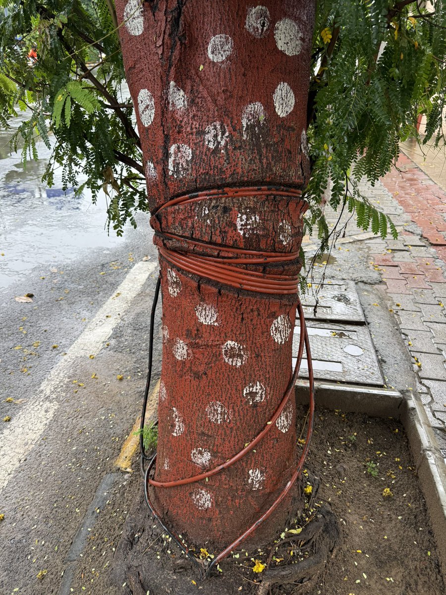 Dr. Dilipsinh Sodha (@drdilipsodha) on Twitter photo Wire around tree trunk, completely suffocating the tree, Nr Swaminarayan mandir, Mansi circle, Karnavati.
Complaint (Token: 08256223824) on 23rd Aug via AMC CCRS app. It's open and no action has been taken yet.
Complaint on Swagat (to CMO) on 4th Sept; not showing on follow-up. Wire around tree trunk, completely suffocating the tree, Nr Swaminarayan mandir, Mansi circle, Karnavati.
Complaint (Token: 08256223824) on 23rd Aug via AMC CCRS app. It's open and no action has been taken yet.
Complaint on Swagat (to CMO) on 4th Sept; not showing on follow-up.