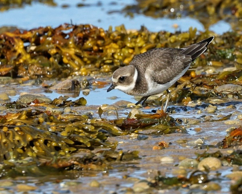 Sharon Towning tweet media