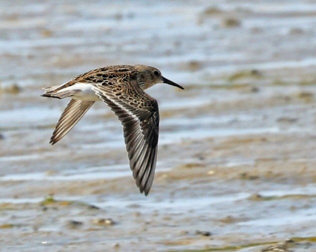 Sharon Towning tweet media