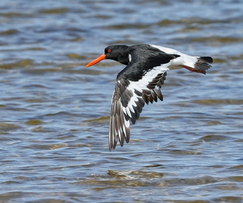 Sharon Towning tweet media