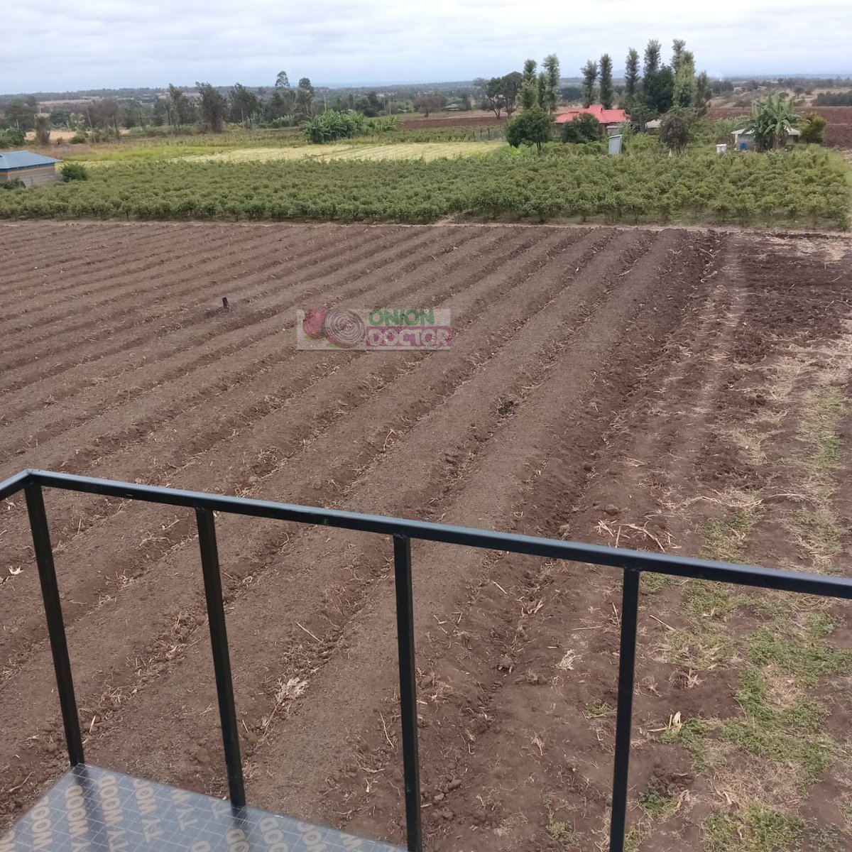 Remember our ongoing project in Mwea , Kirinyaga County  🥳?
Well ,they are just 60 days away from market!
Client happy ✅
Farm thriving ✅
Profits loading ✅
This could be YOUR farm story.
Visit our office &amp; farm located in Kiserian or  call us  via +254 706 252 490