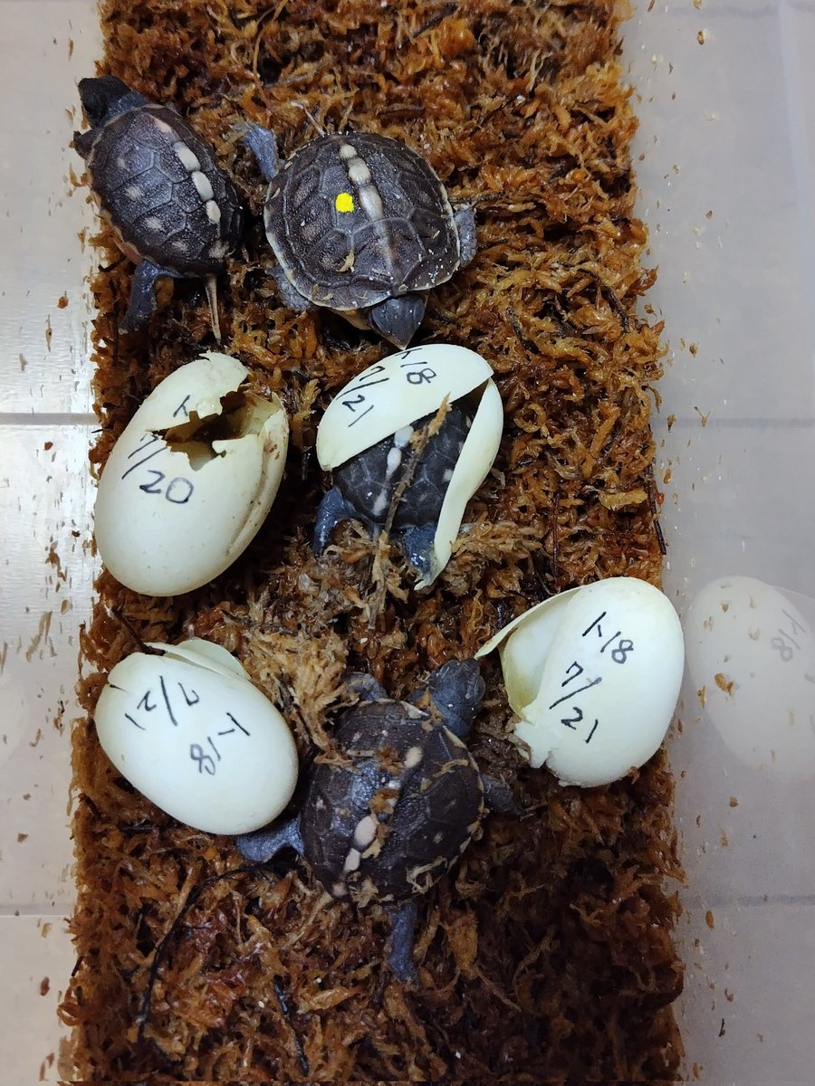 34_wgnc's tweet image. 16CBの3クラッチ目と18CBの4クラッチ目の卵がハッチしました。
トウブの卵もあと２個となりました。　(^⁠_⁠^)
#トウブハコガメ 
#Easternboxturtle 
#Terrapenecarolinacarolina 
#burikura