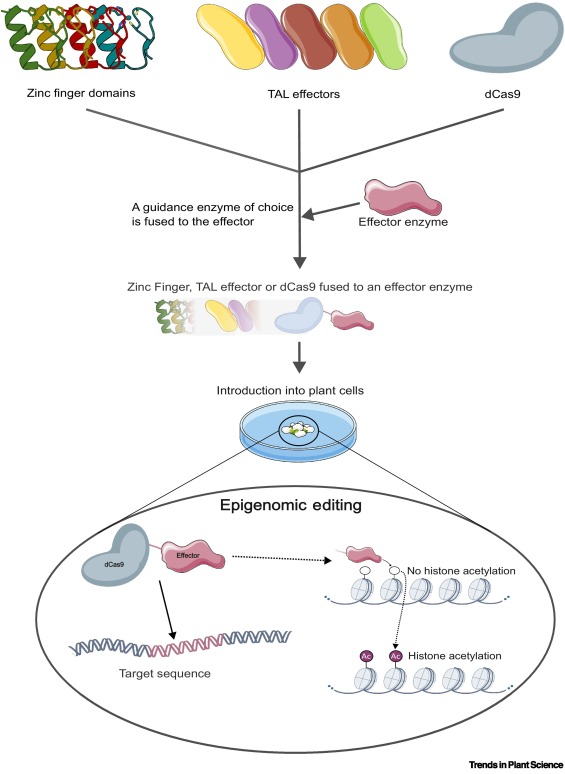 TrendsPlantSci's tweet image. Precision plant epigenome editing: what, how, and why dlvr.it/TMxpqm #plantscience