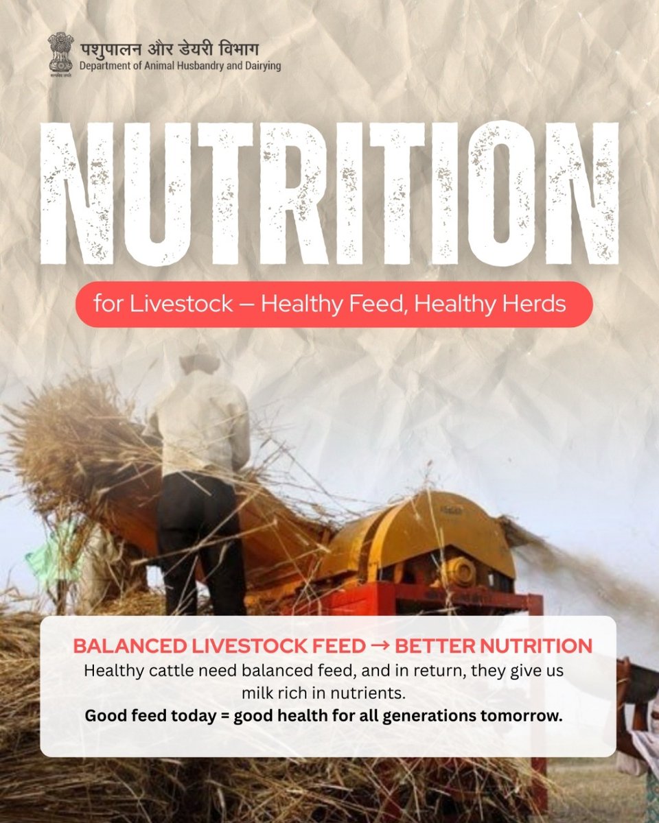 Dept_of_AHD's tweet image. Don’t waste, re-purpose! 
Treated crop residues can become nutritious cattle feed, boosting milk yield and reducing waste.
Smart feeding starts on the farm.

#SmartFeeding #ZeroWasteFarming #CattleCare #FarmToFeed #SustainableDairy #EcoFriendlyFarming