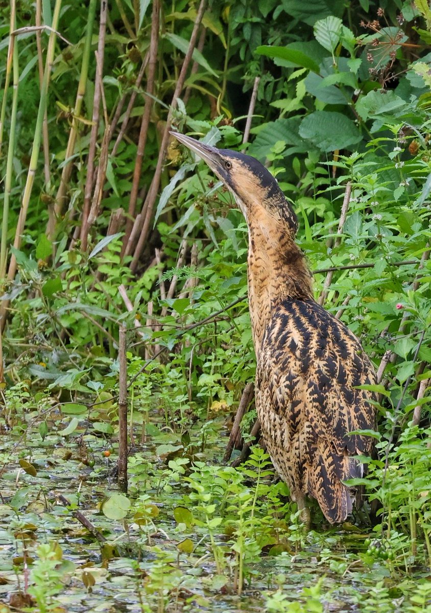 Sharon Towning tweet media