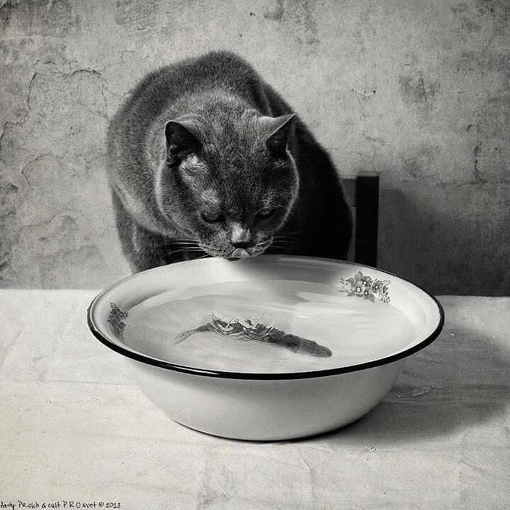 Fish Soup...