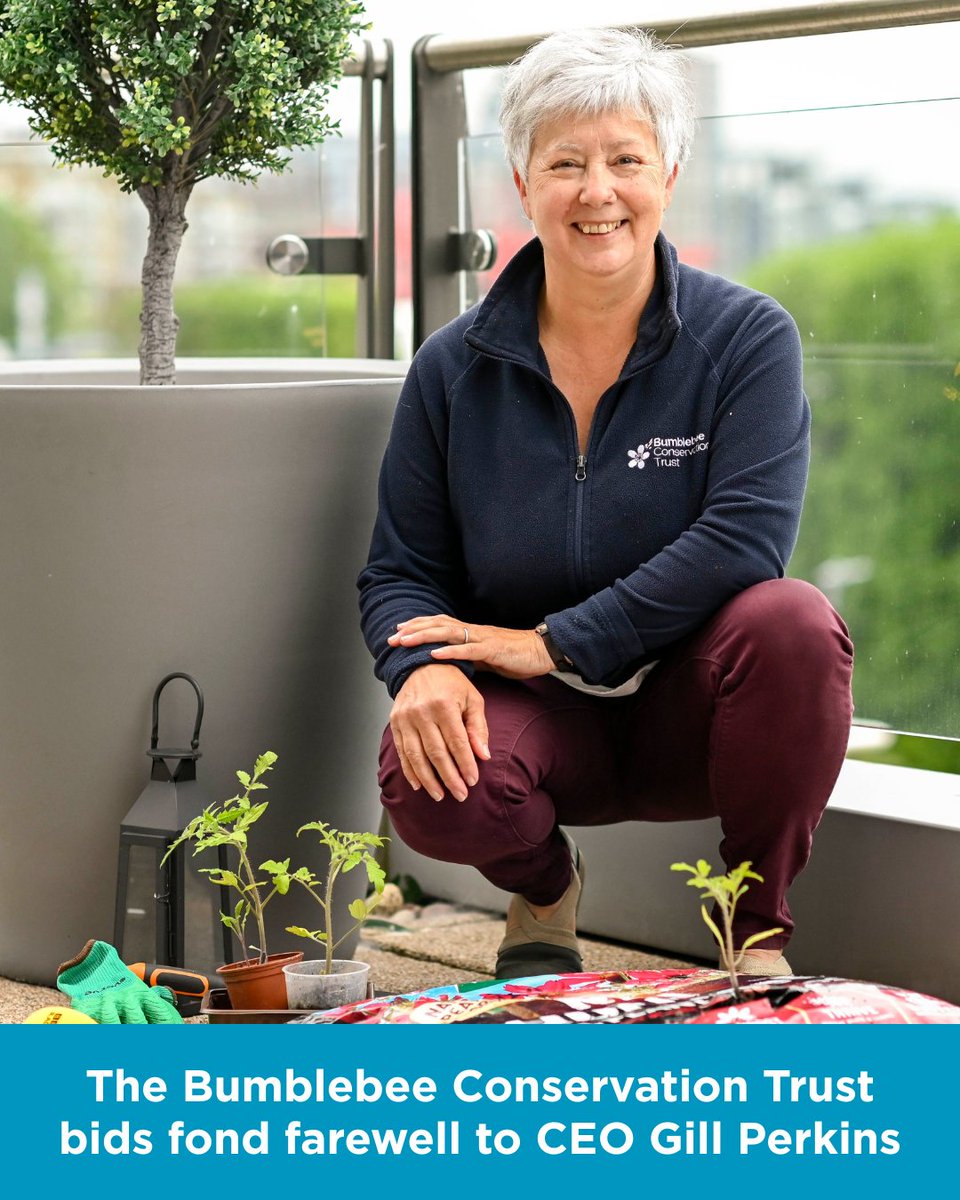 Bumblebee Conservation Trust tweet media