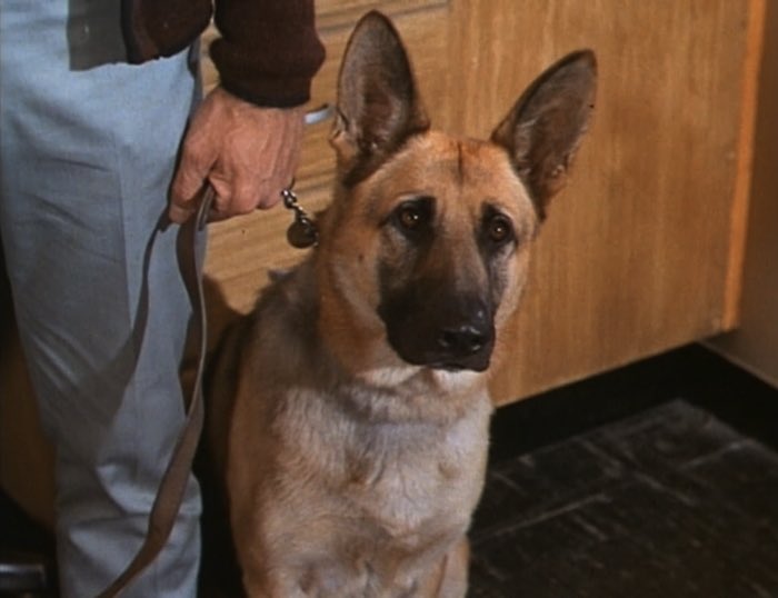 graybrigade's tweet image. “So successful has she been that the underworld has paid her their highest compliment - they have put a price on her head. But Ginger was only the trailblazer. Other such dogs are already on the job at bus terminals, airports, and United States borders.” #Dragnet