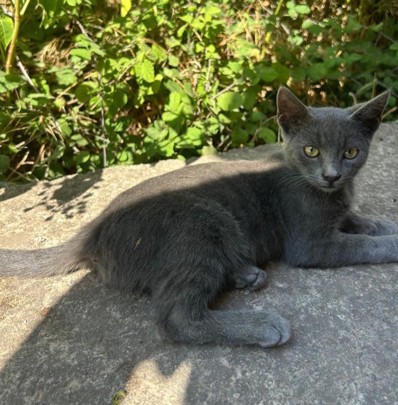 minicik daha sokağa alışamamış yuva arıyor İstanbul
