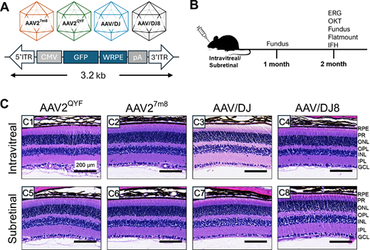 Martin-Paul Agbaga et. al from Dean McGee Eye Institute <a href="/OUCollegeofMed/">OU College of Medicine</a> investigate tropism and retinal transduction sfficiency of adeno-associated virus serotypes in mice.
doi.org/10.1167/iovs.6…