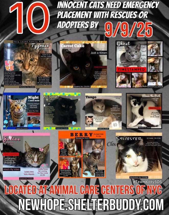 Jack5928 (@jlthekid9999) on Twitter photo 🆘🆘THE 10 POOR CATS BELOW ARE ALL AT RISK OF EU ON 9/9/25
😟😟MOST URGENT ON LIST ARE: 
THE MEDICAL KITTIES:  JULIUS & TANGO 😱😱😱😱 - NEED MORE CARE AND ATTENTION THEN SHELTER CAN PROVIDE- WILL NOT BE GIVEN MUCH TIME😱😱🤞🤞🤞🤞
PLEDGES WILL HELP STIMULATE RESCUE INTEREST 🆘🆘THE 10 POOR CATS BELOW ARE ALL AT RISK OF EU ON 9/9/25
😟😟MOST URGENT ON LIST ARE: 
THE MEDICAL KITTIES:  JULIUS & TANGO 😱😱😱😱 - NEED MORE CARE AND ATTENTION THEN SHELTER CAN PROVIDE- WILL NOT BE GIVEN MUCH TIME😱😱🤞🤞🤞🤞
PLEDGES WILL HELP STIMULATE RESCUE INTEREST