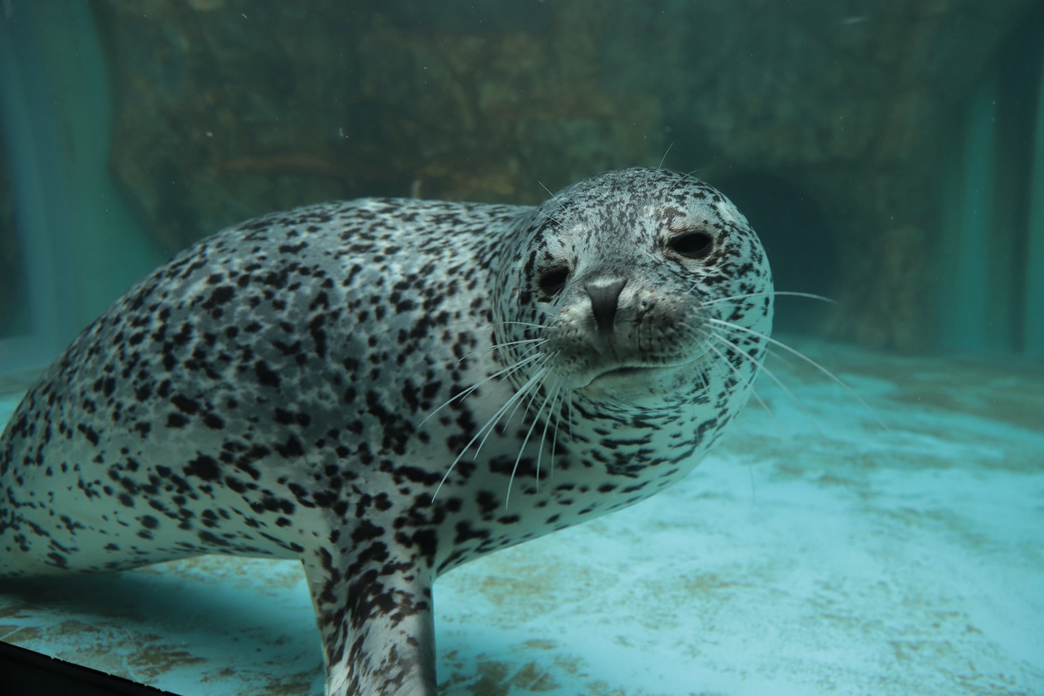 アザラシ まるすぎるアザラシ】 雪かきユキちゃん （Ringed seal / Yuki