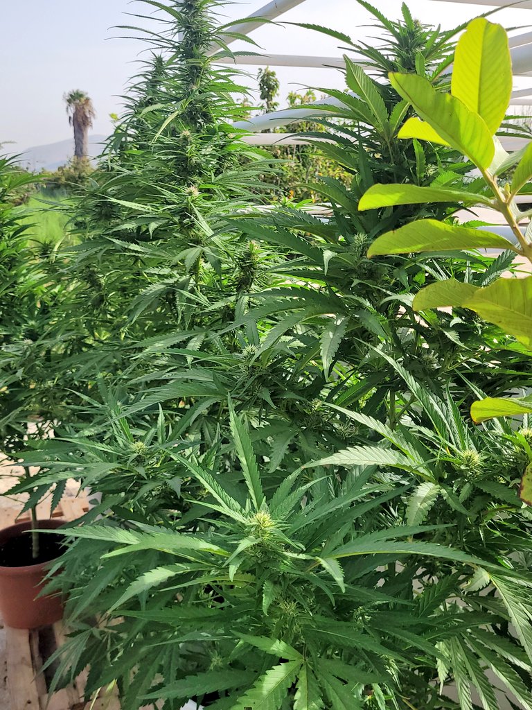 Sophie_MJ's tweet image. Buenos días 🧡🌖
La energía del eclipse está todavía muy presente y las niñas no pueden lucir mas hermosas.😍
Los terpenos se potencian y las flores continuan creciendo y engordando.
Me encantas KISS 💋
@KannabiaSeeds
👇🏾
kannabia.com/es/semillas-ma…