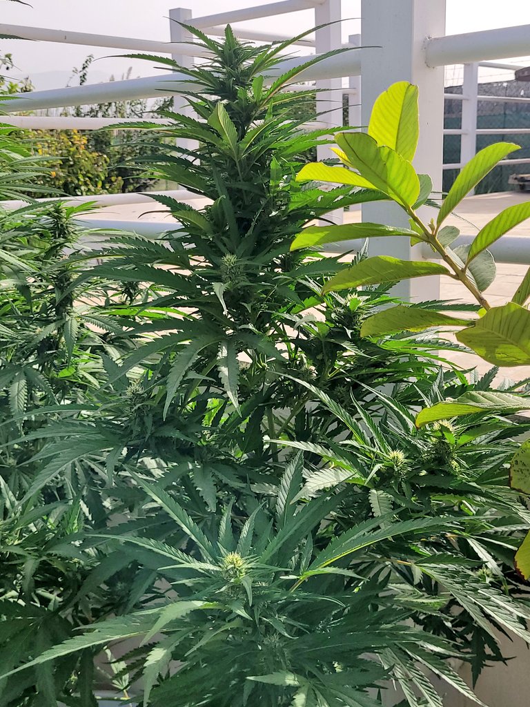 Sophie_MJ's tweet image. Buenos días 🧡🌖
La energía del eclipse está todavía muy presente y las niñas no pueden lucir mas hermosas.😍
Los terpenos se potencian y las flores continuan creciendo y engordando.
Me encantas KISS 💋
@KannabiaSeeds
👇🏾
kannabia.com/es/semillas-ma…