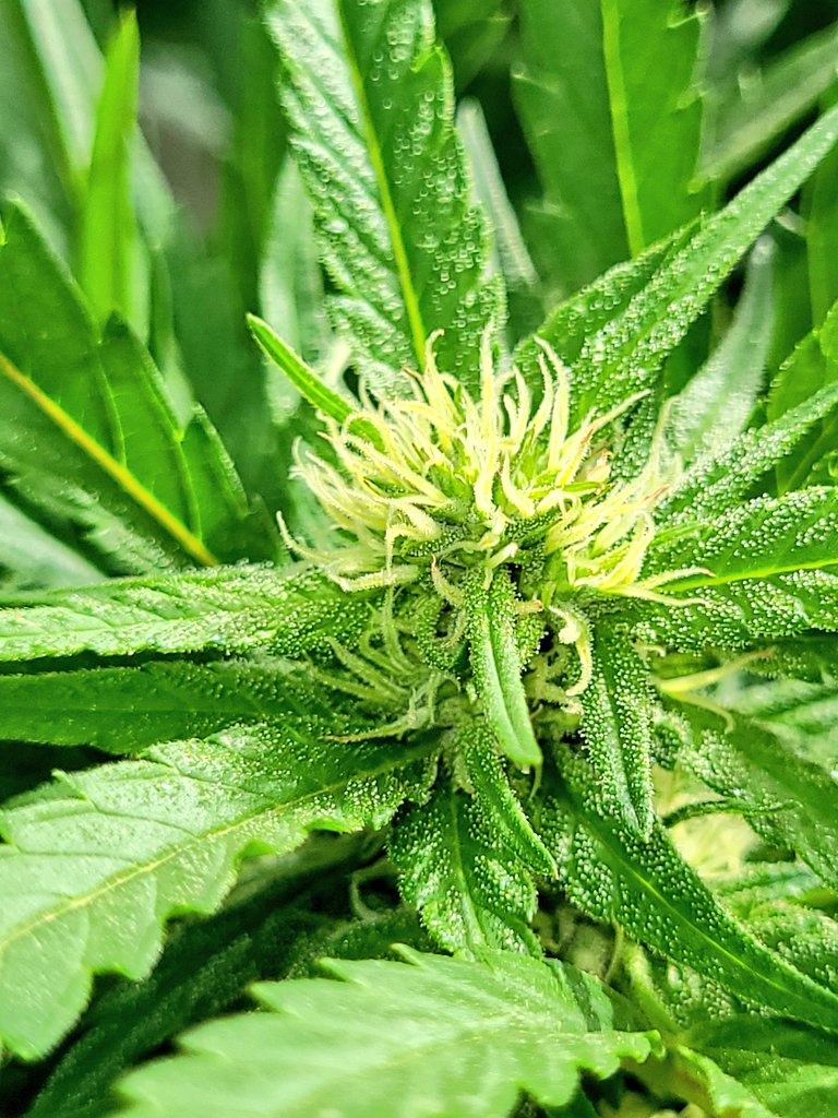 Sophie_MJ's tweet image. Buenos días 🧡🌖
La energía del eclipse está todavía muy presente y las niñas no pueden lucir mas hermosas.😍
Los terpenos se potencian y las flores continuan creciendo y engordando.
Me encantas KISS 💋
@KannabiaSeeds
👇🏾
kannabia.com/es/semillas-ma…