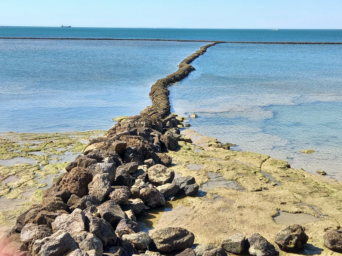 Stonefishweirs's tweet image. Image of stone #fishweirs on the coast #Chipiona is a town and municipality located on the #Atlanticcoast in the province of #Cádiz, #Spain. Build on the intertidal zone in front of the village. 1/4 #maritimearchaeolgy #coastalhistory