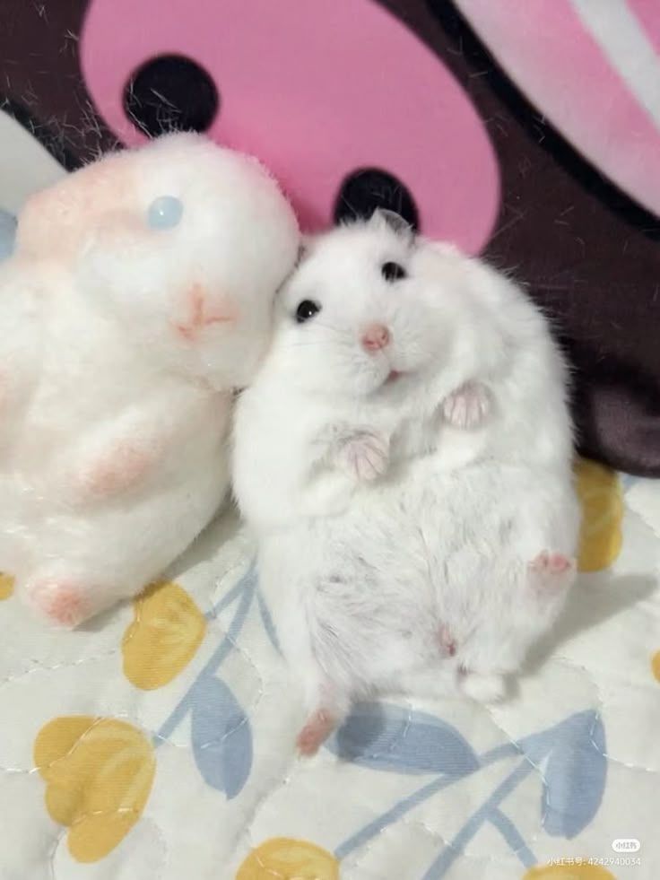 Tweets Of Hamster tweet media