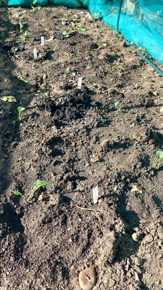 Beautiful morning on the plot.
More in hope than expectation winter cabbage and spring cabbage planted out. Have to find room for All Year Round Cauliflower somewhere. 
Butternut squash curing off the ground.