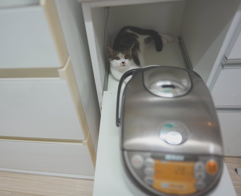 なぜか『変な場所でくつろぐ』子の写真、拝見させて下さい