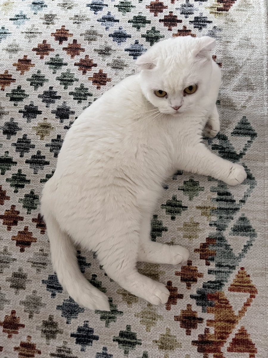 anni kadim haştanide yeni bi kusenim ommuş ona bakmağa giddi