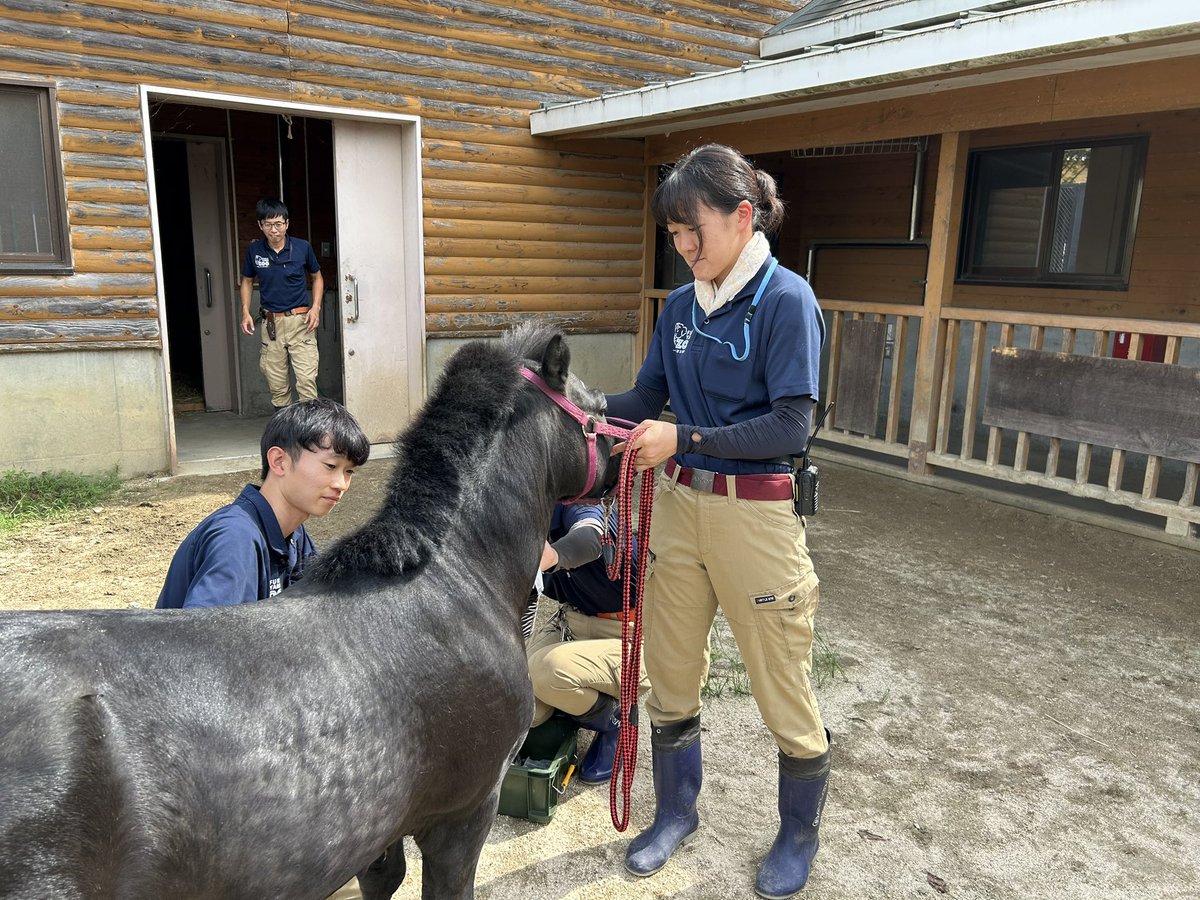 今日は健康診断で採血をした #クロ

緊張の面持ちでしたが、終始ジッと出来ました
えらい👏👏👏

#福山市立動物園　#ポニー