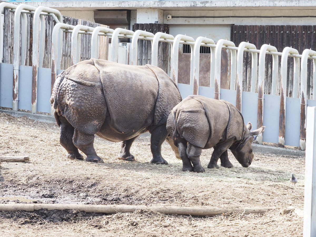 先日一歳になったばかりの
インドサイのデコポン🍊

かねてより会いたかった個体の一頭
母親であるゴポンに寄り添う姿に
感激

#多摩動物公園 #インドサイ
#デコポン #ゴポン