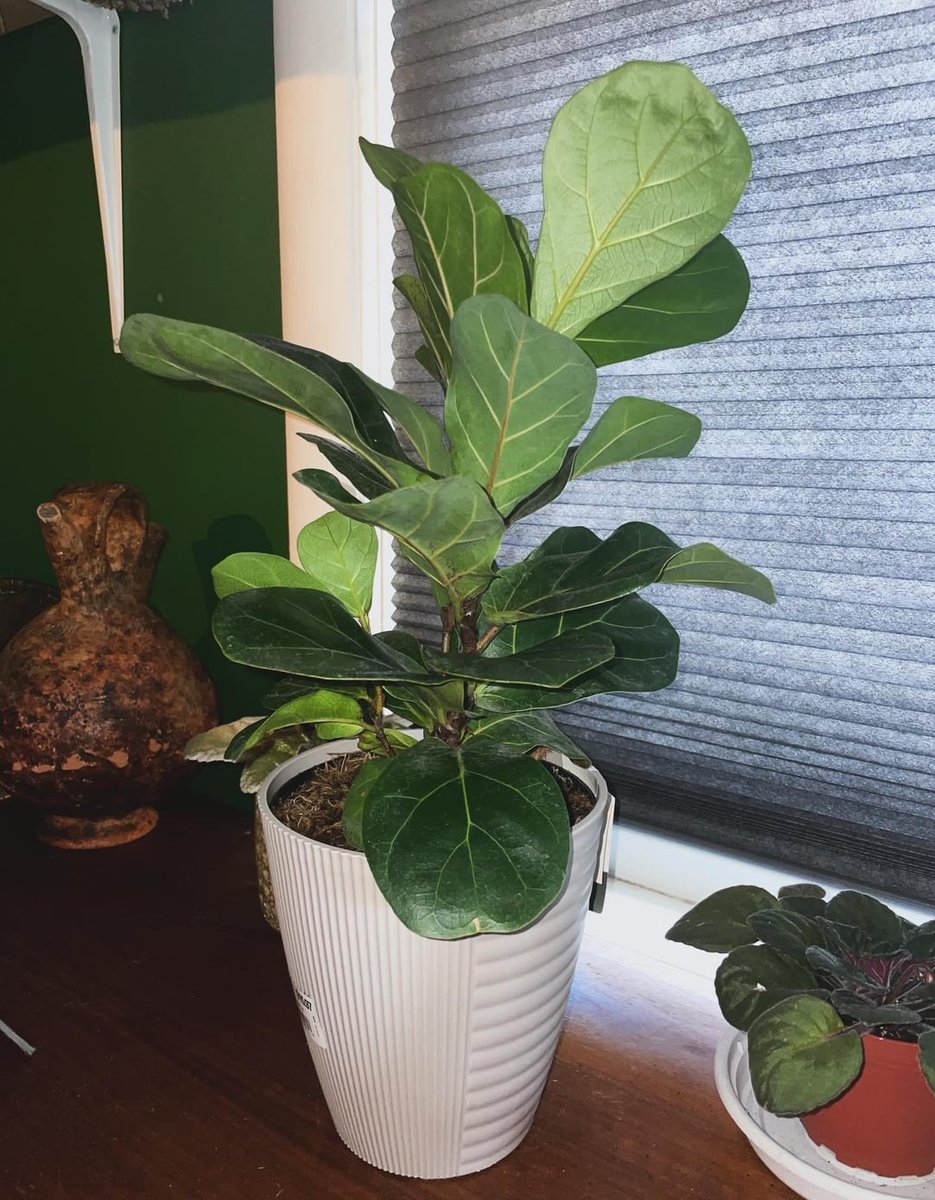AllForGardening's tweet image. My newest bebé, Fiona
 
allforgardening.com/1435200/my-new…
 
#FicusLyrata #FiddleLeafFig