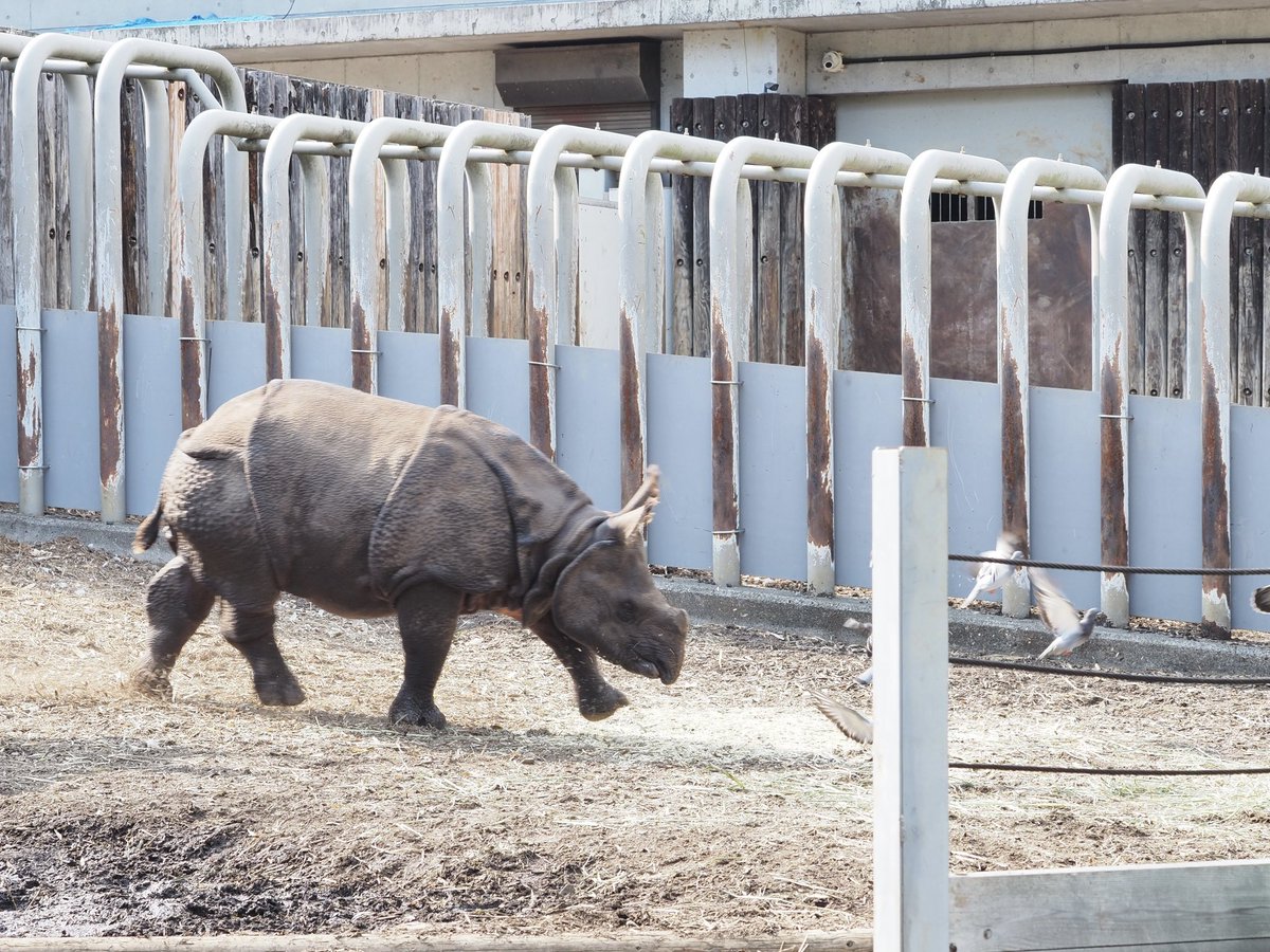 ハトの侵入を許さない
デコポン（１才）

#多摩動物公園 #インドサイ
#デコポン