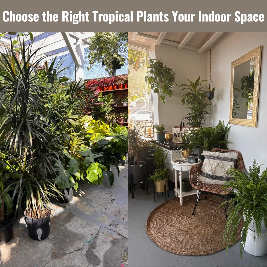 Beautiful foliage and fresh air — two benefits of welcoming indoor tropical plants to your home space.

yovenice.com/2025/09/08/cho…