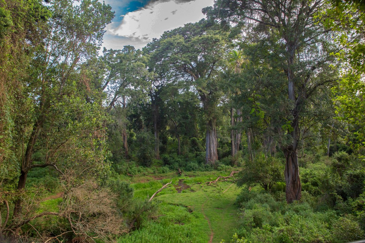 As the week begins, let nature be your reminder: growth takes time, resilience is rooted deep and every small action matter
You can support us by donating through this link:  wildlife.rangerchallenge.org/campaigns/ngar… 

#ForestConservation #MondayMotivation #ProtectOurForests#GreenStartToTheWeek