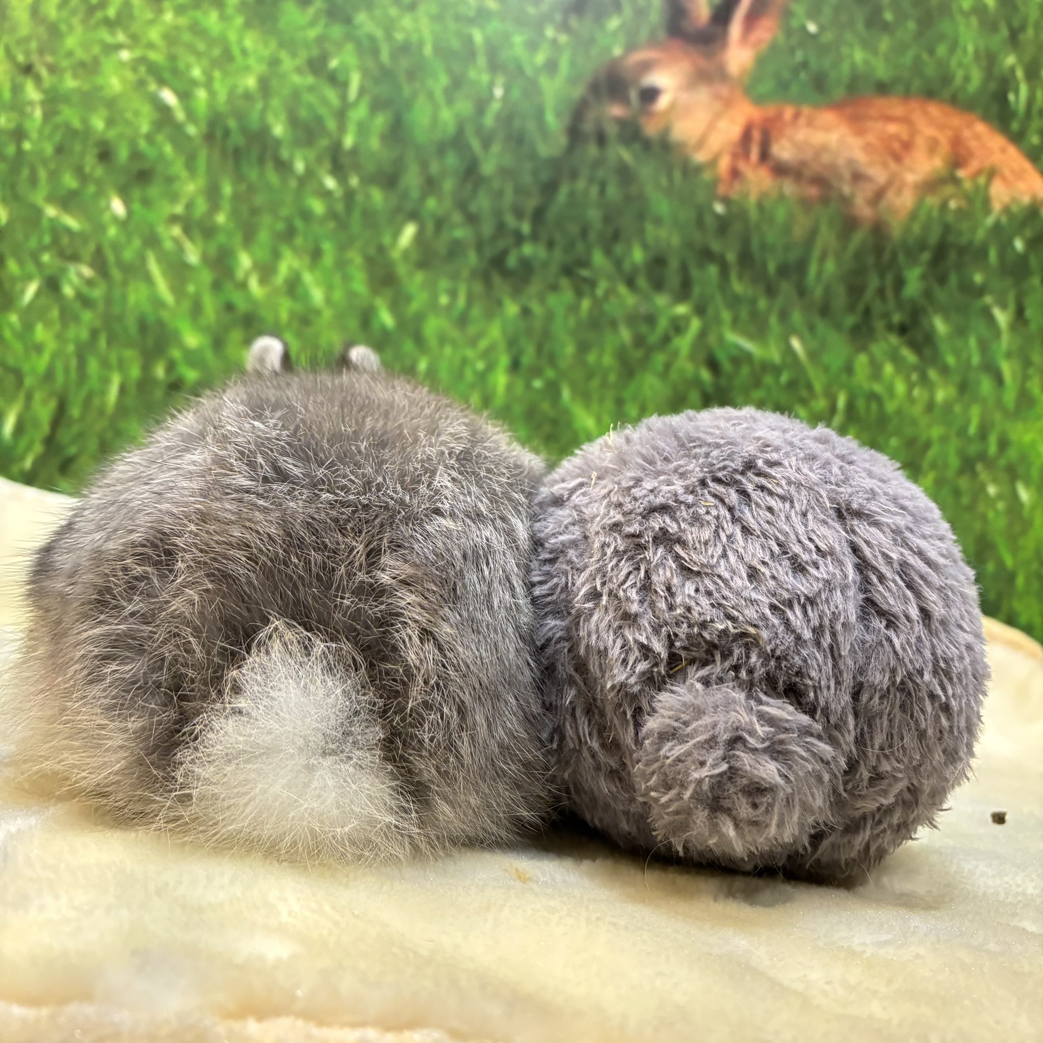 うさぎのしっぽ　うさぎのフード エッセンシャル ヤングラビットフード 2.25kg