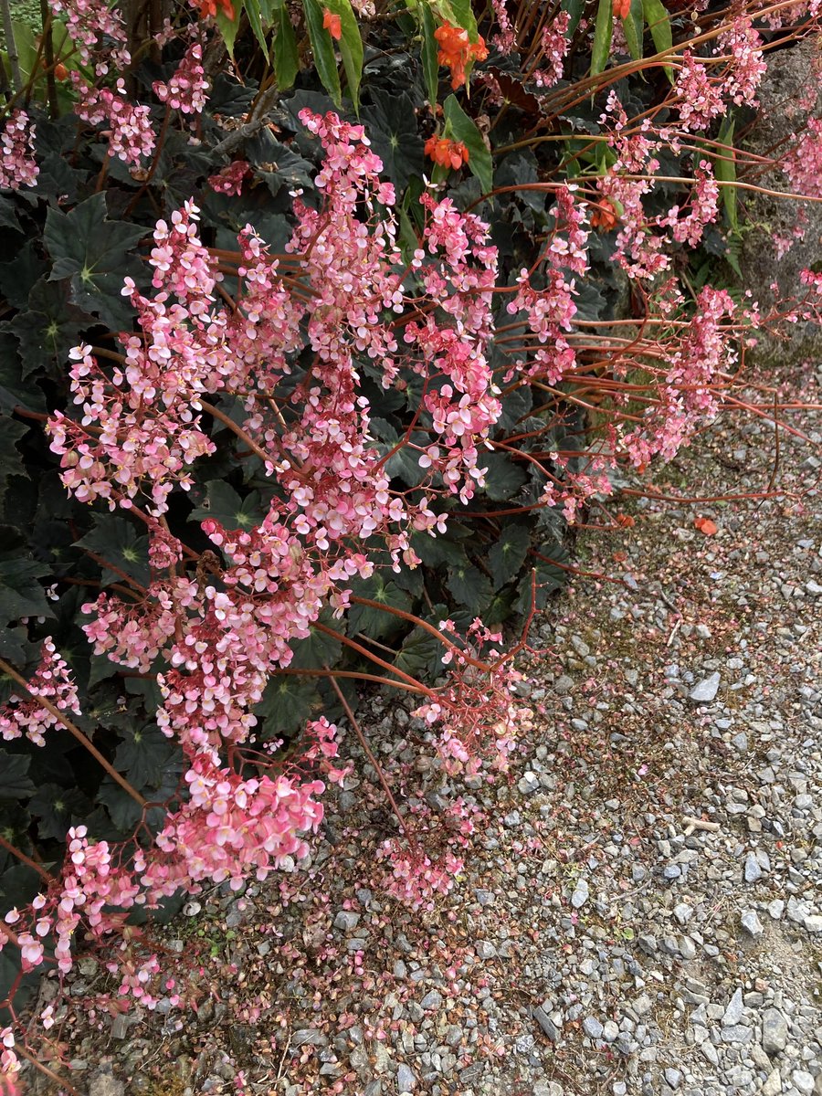 今日はハゲの友達と愛とか何か語らってきました🌸🌸