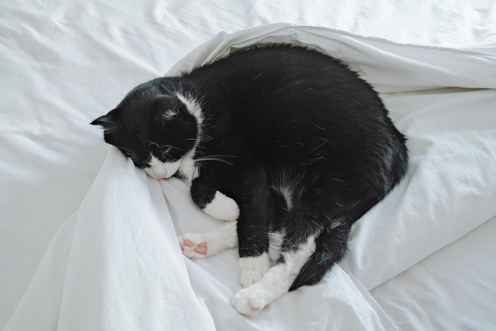 Akemi (@enigmaticalcat) / X
