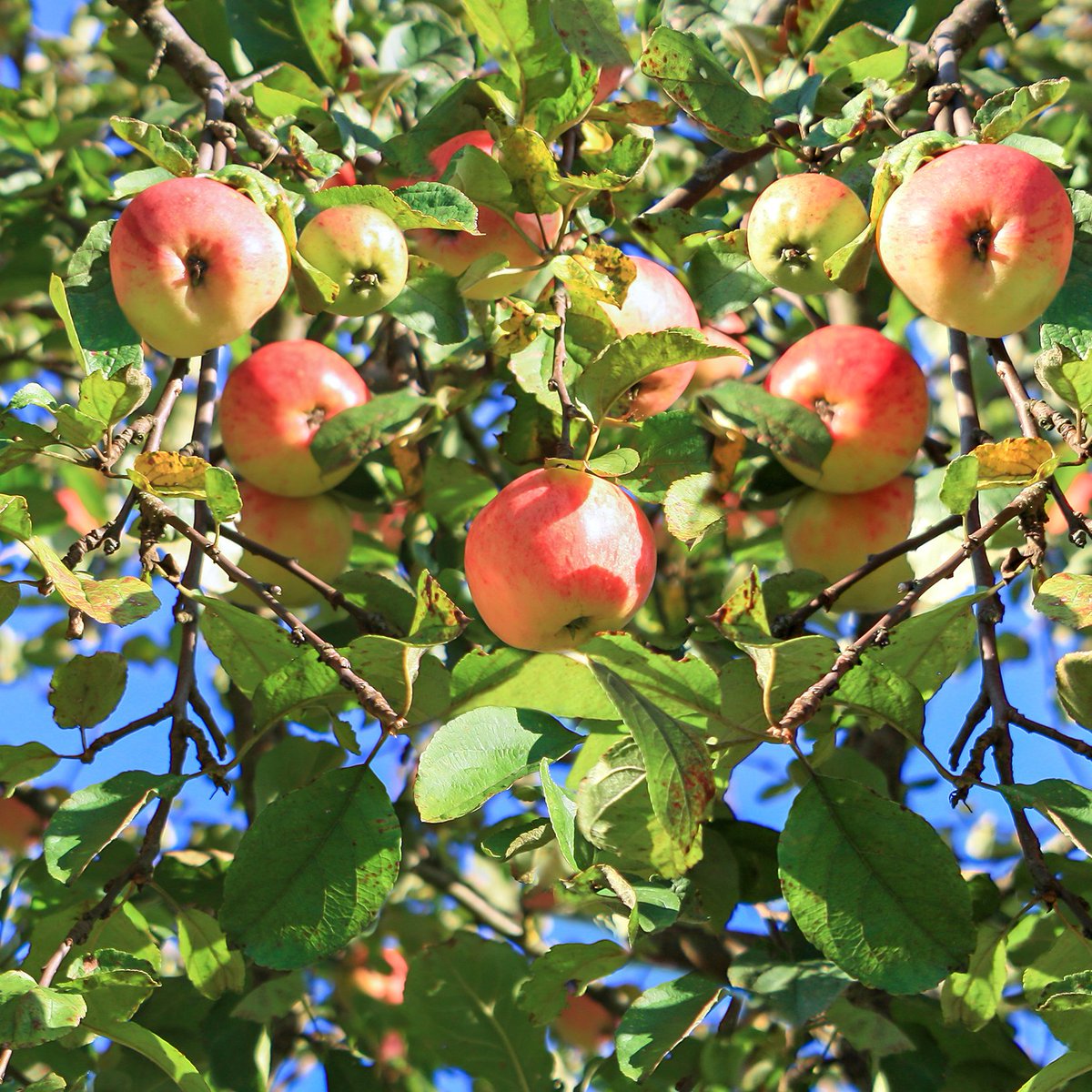 HortiStar Si – 21% Silicon Defence
- Fast-acting silicate foliar fertiliser
- Enhances plant defences &amp; nutrient uptake
- Increases resilience to stress, pests &amp; pathogens
- Strengthens leaf structure to maintain photosynthesis under tough conditions.

#Biostimulant