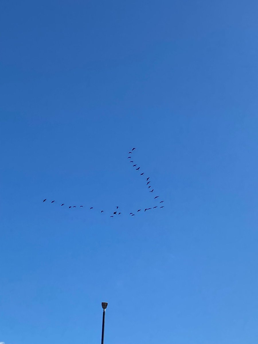 simrob500's tweet image. Great to have 32 Glossy ibis drop into local patch Attenborough Notts … although briefly as they headed east