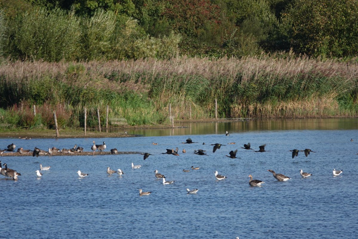 simrob500's tweet image. Great to have 32 Glossy ibis drop into local patch Attenborough Notts … although briefly as they headed east