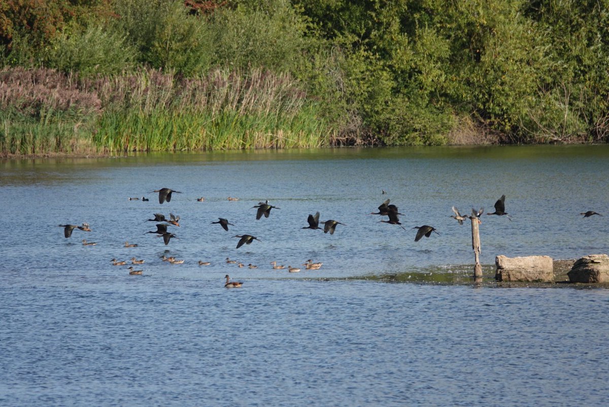simrob500's tweet image. Great to have 32 Glossy ibis drop into local patch Attenborough Notts … although briefly as they headed east