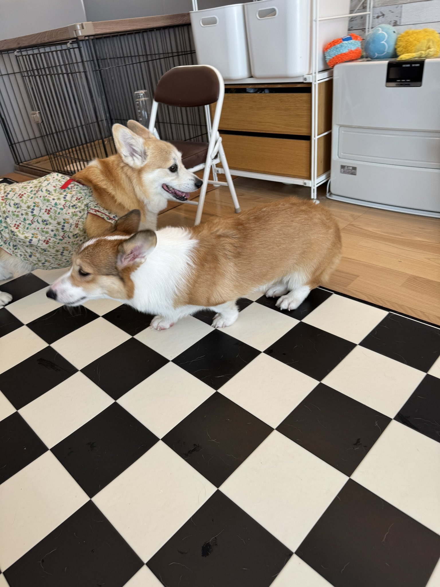 やるきなしコーギーSARA🍞 （飼い主ITOKEN） on X: 