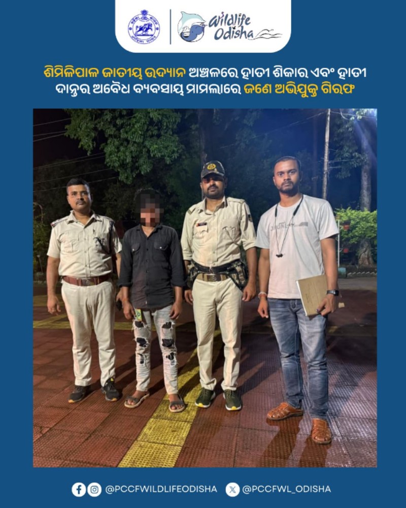 PCCFWL_Odisha's tweet image. ଶିମିଳିପାଳ ଜାତୀୟ ଉଦ୍ୟାନ ଅଞ୍ଚଳରେ ହାତୀ ଶିକାର ଏବଂ ହାତୀ ଦାନ୍ତର ଅବୈଧ ବ୍ୟବସାୟ ମାମଲାରେ ଜଣେ ଅଭିଯୁକ୍ତଙ୍କୁ ଗିରଫ କରାଯାଇଛି । ଏହି ମାମଲାରେ ଗିରଫ ସଂଖ୍ୟା ୨୨କୁ ବୃଦ୍ଧି ପାଇଥିବାବେଳେ ଶିମିଳିପାଳକୁ ହାତୀମାନଙ୍କ ପାଇଁ ଏକ ନିରାପଦ ବାସସ୍ଥଳୀରେ ପରିଣତ କରିବା ଦିଗରେ ଆଉ ଏକ ପଦକ୍ଷେପ ।

#StopPoaching #ElephantProtection