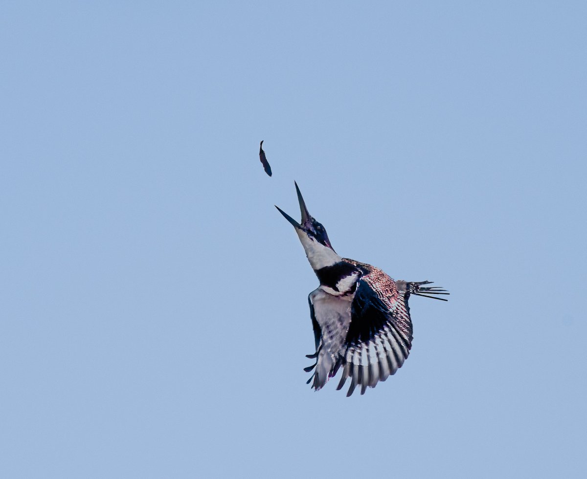 mnaussie2's tweet image. Rearranging on the Fly

This Belted Kingfisher, wanting to swallow a minnow head-first, decided to rearrange his catch mid-flight. Thirty yards away and twenty-five feet up, he tossed the fish into the air and caught it exactly as he wanted.

#XsignhimupNFL  #XBirds