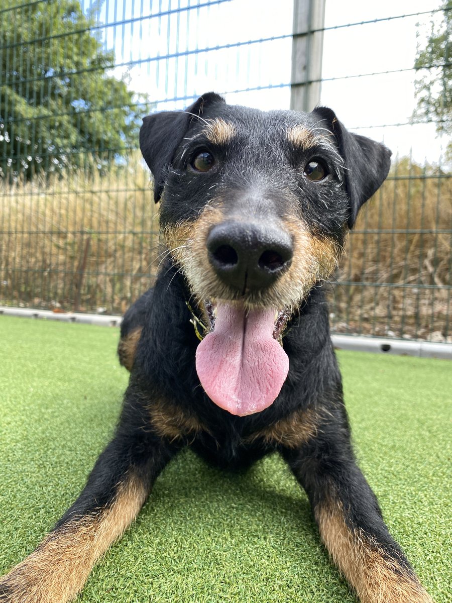 DT_Darlington's tweet image. Rizzler hopes everybody&apos;s week is off to a fabulous start! 😁🐶

@DogsTrust
#RescueDog #Terrier #HappyDoggo